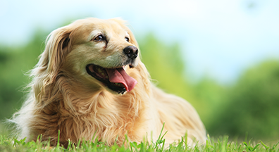 Gwangse medical equipment additional dog image