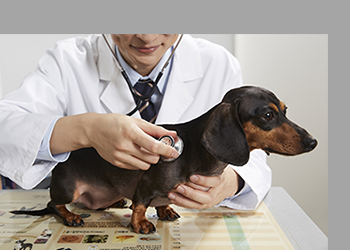 Pet Healthcare - Gwangse medical business area